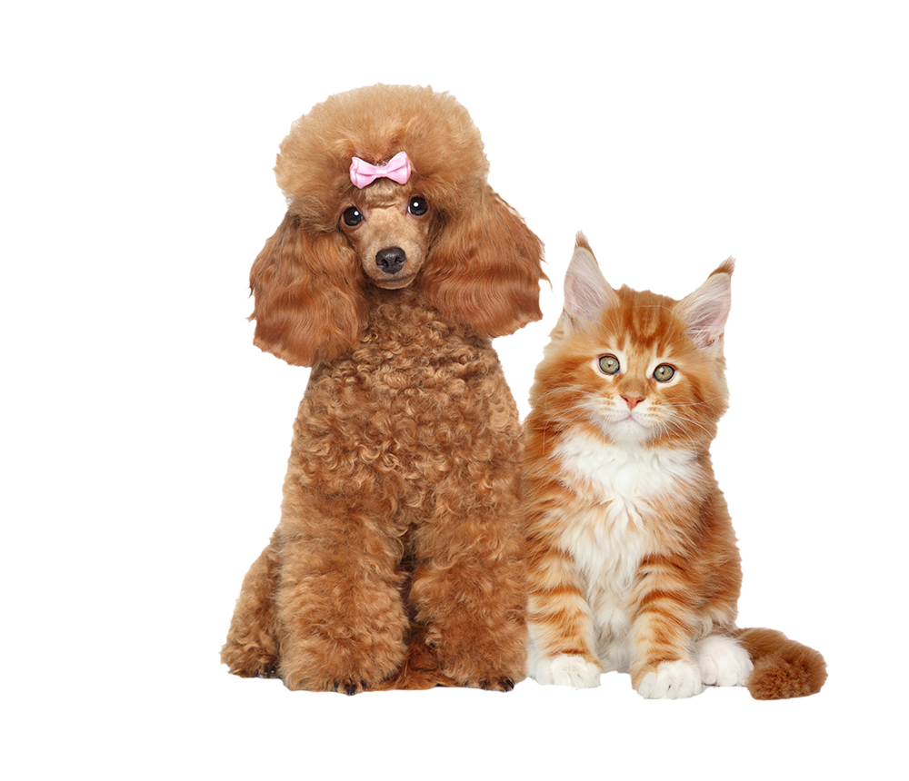 Professional Pet Styling for Fluffy Pets